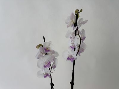 Two upright stems of a Phalaenopsis Mia with numerous flowers and buds against a light-coloured background. Flowers are mostly white with a vibrant magenta-purple centre and a slightly pink outer edge. Denser left, taller right.